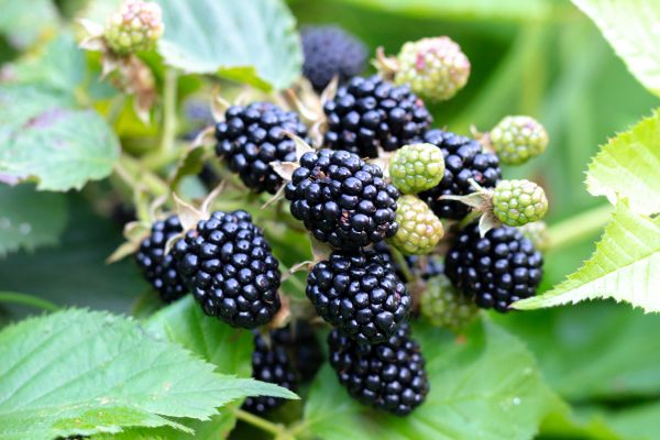 Blackberry Bush Removal in Edison
