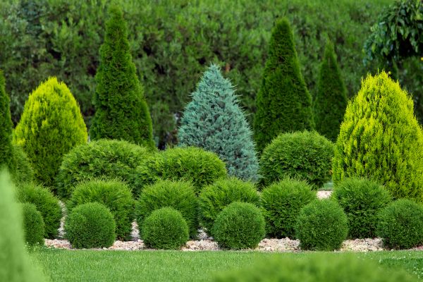 Cost of Bush Shaping Service in Edison