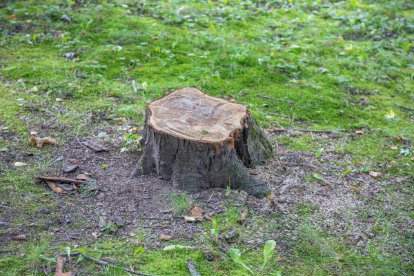 Bush Stump Removal in Edison