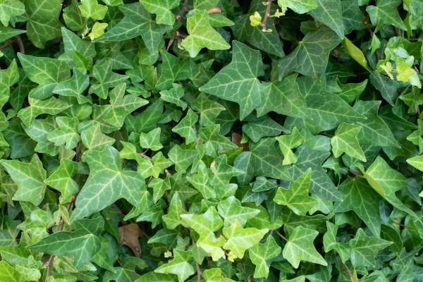 English Ivy Removal in Edison