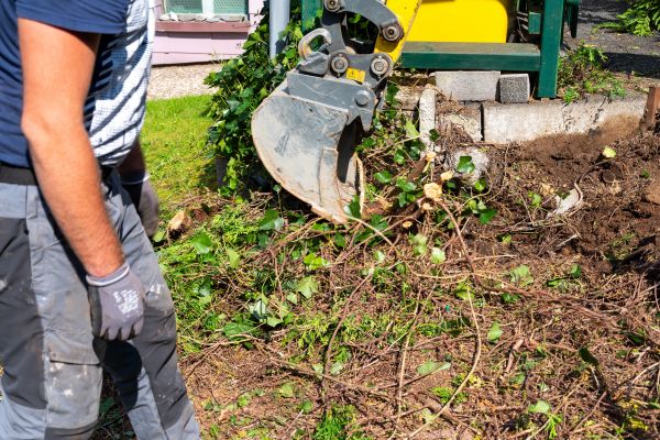 Hedge Removal Service in Edison
