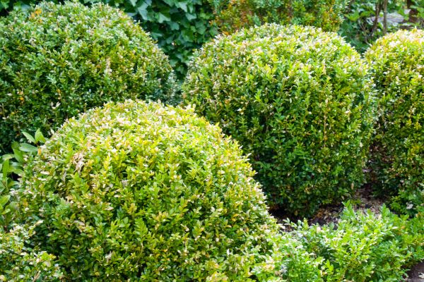 Landscape Trimming Service in Edison