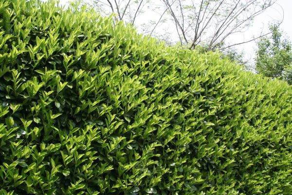 Laurel Removal in Edison
