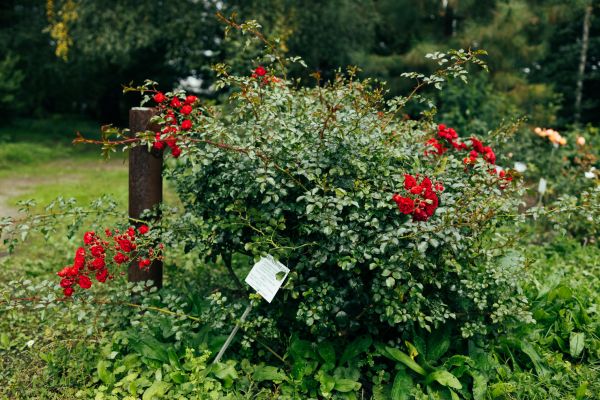 Rose Bush Removal in Edison
