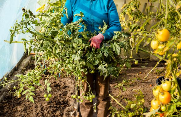 Cost of Garden Plant Removal in Edison