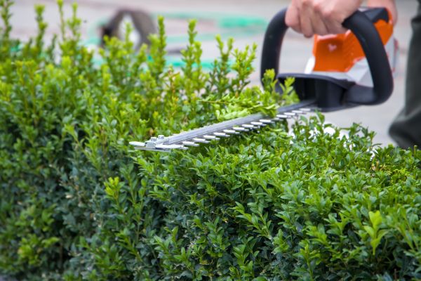 Hedge Shearing in Edison
