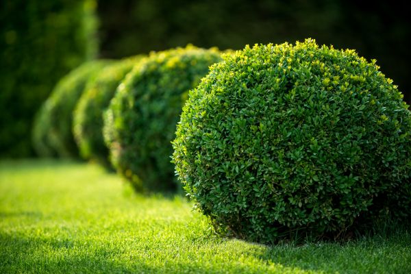 Bush Pruning in Edison