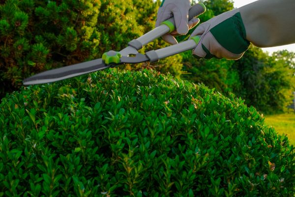 Cost of Topiary Shearing in Edison