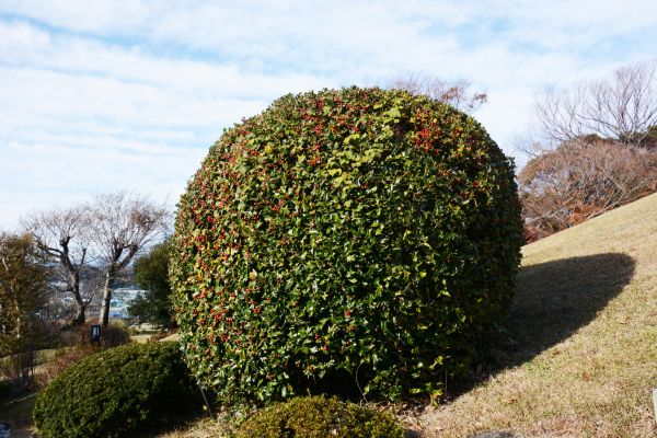 Holly Trimming in Edison