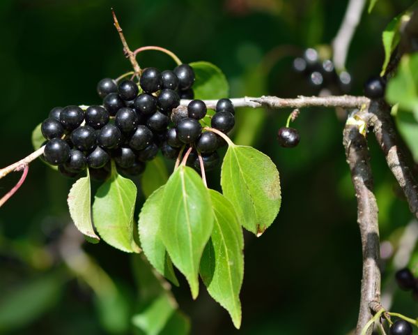 Buckthorn Removal in Edison