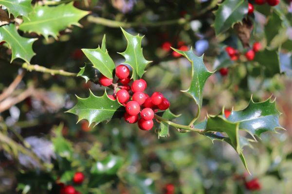 Holly Tree Trimming in Edison