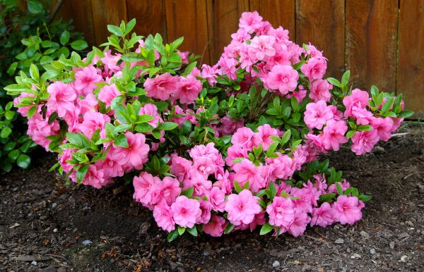 Cost of Azaleas Removal in Edison