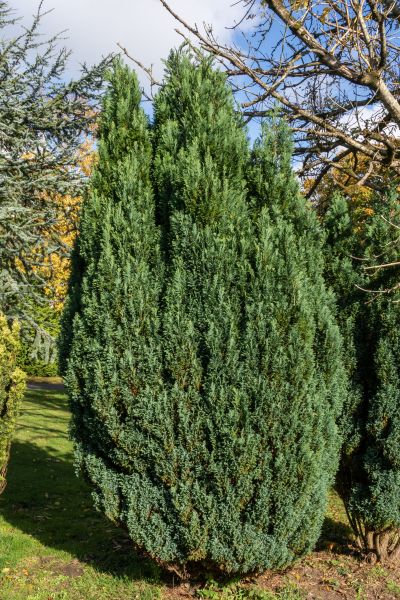 Juniper Trimming in Edison