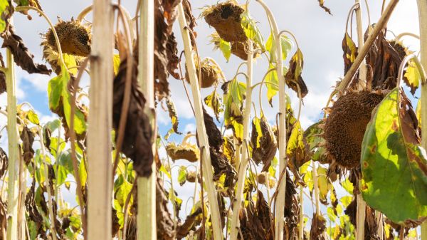 Cost of Dead Plant Removal in Edison
