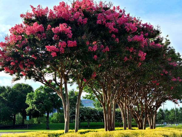 Crepe Myrtle Pruning in Edison