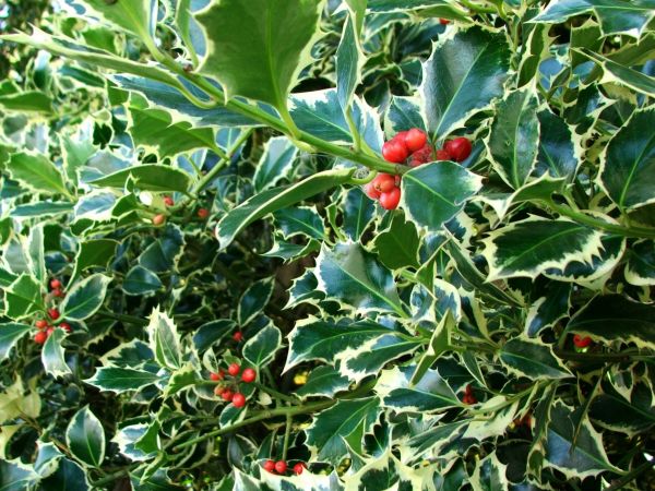Holly Bushes Trimming in Edison