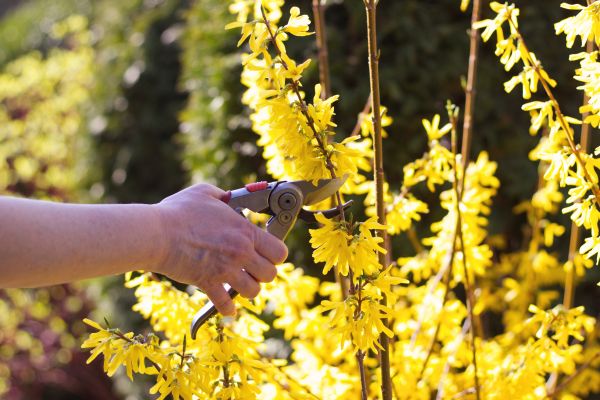 Forsythia Pruning in Edison