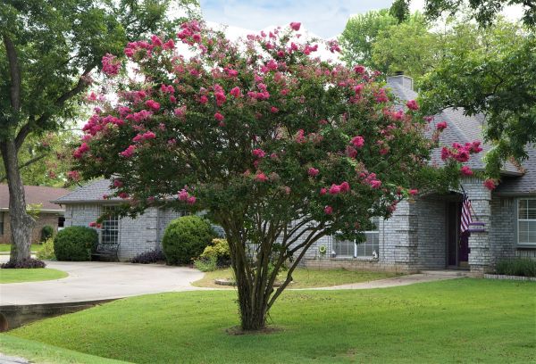 Crepe Myrtle Trimming in Edison