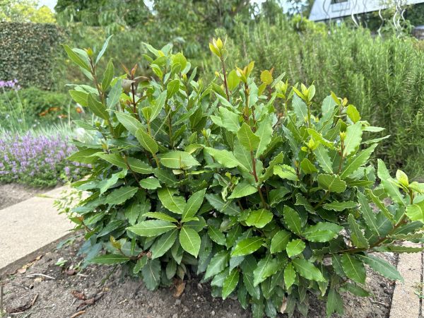 Cost of Laurel Hedge Removal in Edison
