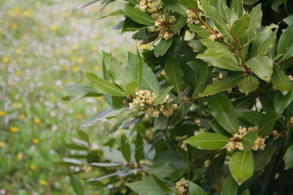Cost of Laurel Trimming in Edison