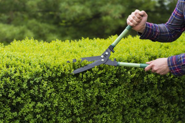 Evergreen Shrub Pruning in Edison