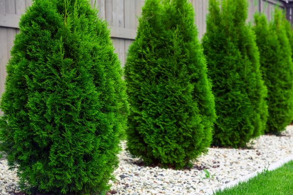 Arborvitae Shaping in Edison
