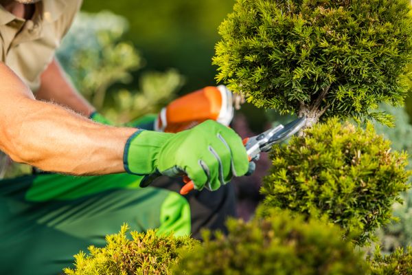 Landscape Pruning Service in Edison