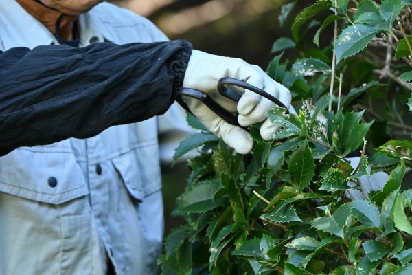 Holly Pruning in Edison