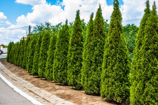 Cost of Arborvitae Shearing in Edison