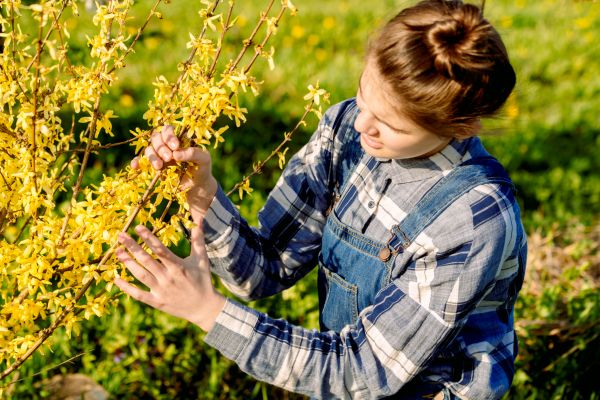 Forsythia Trimming in Edison