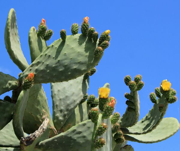 Cactus Removal in Edison