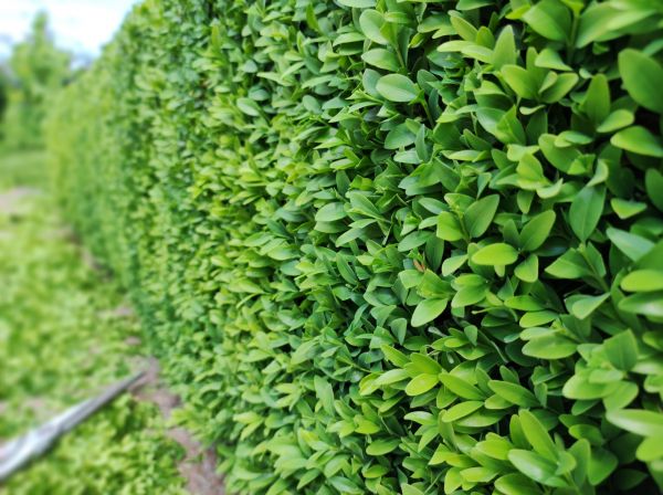 Boxwood Pruning in Edison