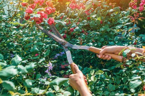 Knockout Roses Pruning in Edison