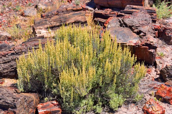 Sagebrush Removal in Edison