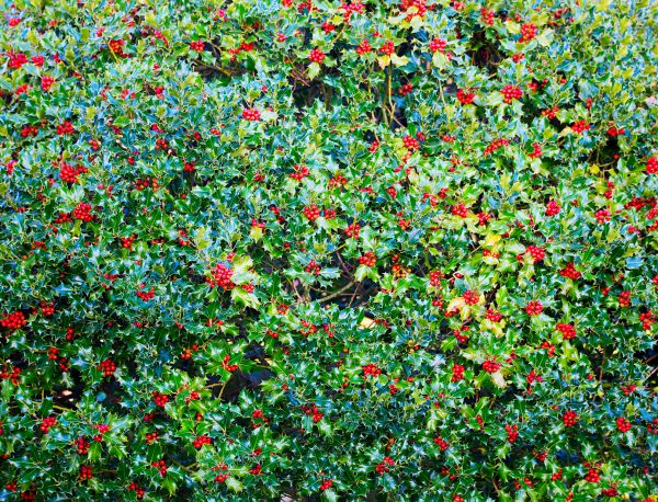 Cost of Holly Bush Removal in Edison