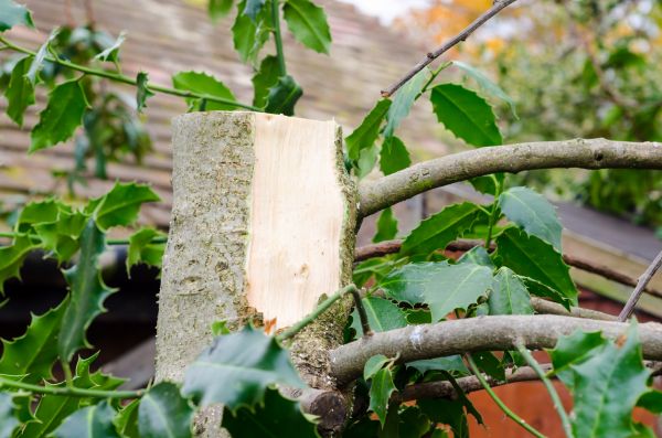 Holly Tree Removal in Edison