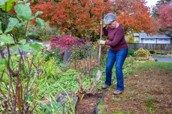 Dead Bush Removal in Edison