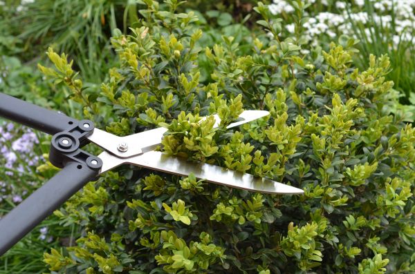 Boxwood Trimming in Edison