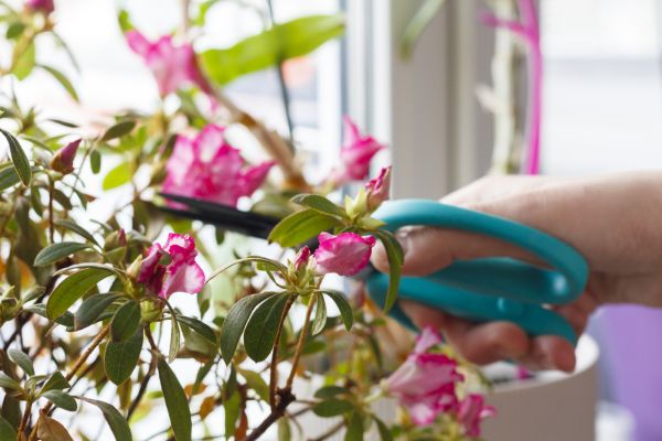Azalea Pruning in Edison