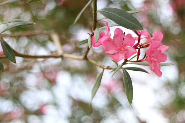 Oleander Removal in Edison