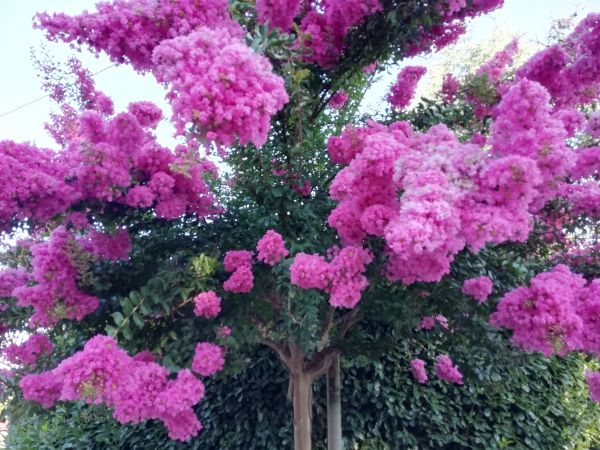 Crape Myrtle Pruning in Edison