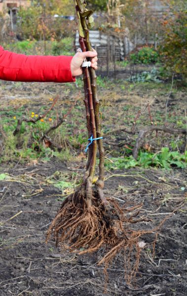 Shrub Root Removal in Edison