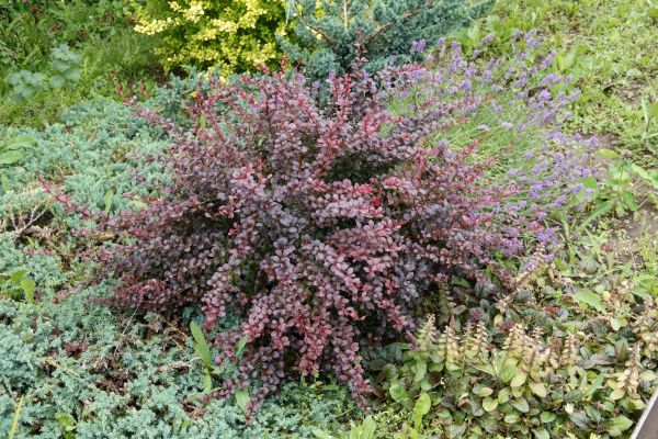 Japanese Barberry Removal in Edison