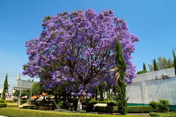 Jacaranda Pruning in Edison