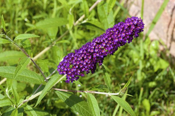 Butterfly Bush Pruning in Edison
