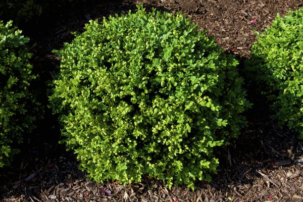 Boxwood Removal in Edison