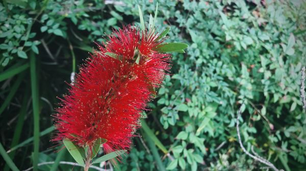 Bottlebrush Pruning in Edison